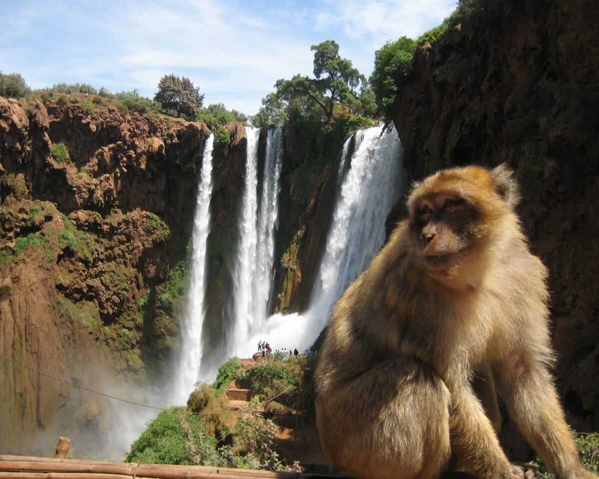 Ouzoud Waterfall Day Trip from Marrakech