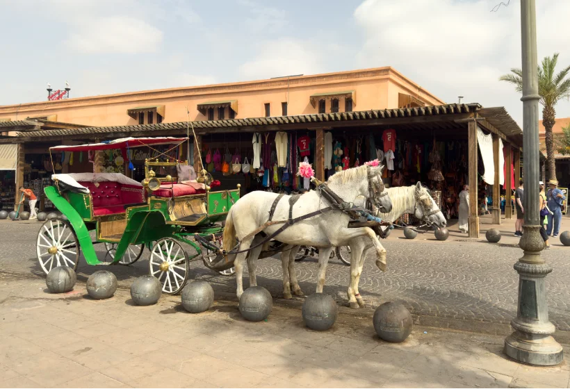 Marrakech horse carriage